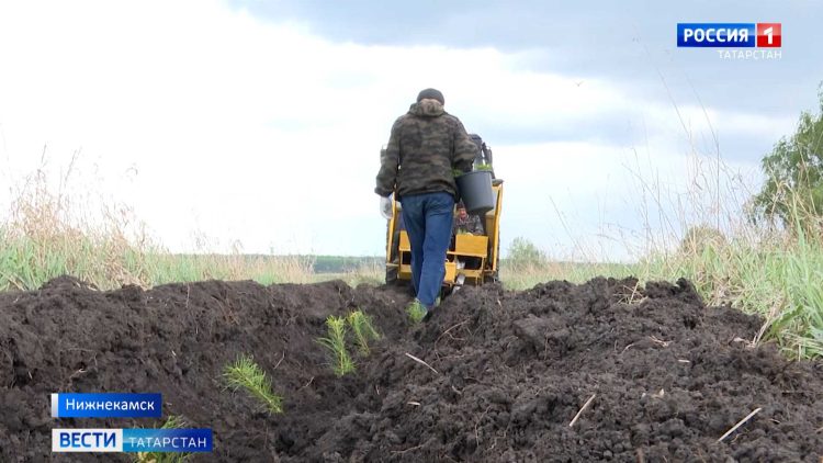 В Нижнекамске посадили 150 тысяч саженцев сосны