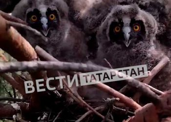 В Татарстане заметили краснокнижных болотных сов