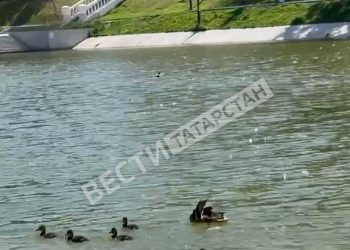 Селезень и утка на Черном озере в Казани учат плавать утят