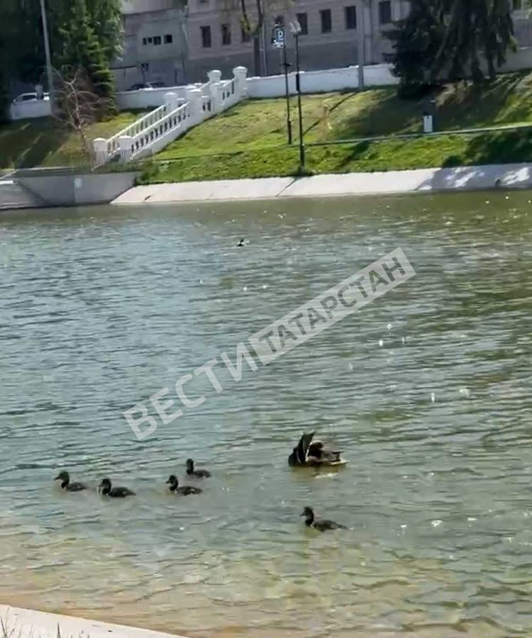 Селезень и утка на Черном озере в Казани учат плавать утят
