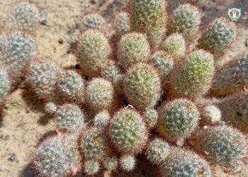 В казанском зооботсаду появился сад кактусов