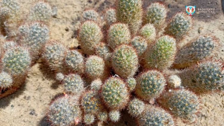 В казанском зооботсаду появился сад кактусов