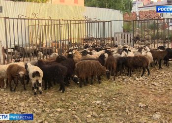 В Татарстане не рекомендуют покупать овец за пределами республики