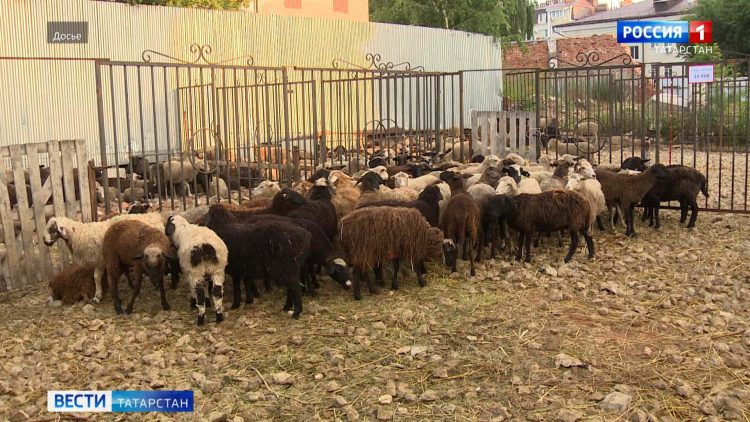В Татарстане не рекомендуют покупать овец за пределами республики
