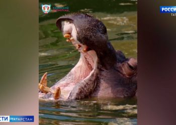 Бегемотиха из казанского зооботсада показала, как нужно отдыхать