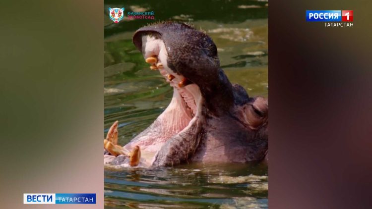 Бегемотиха из казанского зооботсада показала, как нужно отдыхать