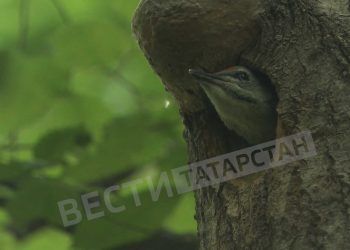 В казанском лесу заметили птенца седого дятла