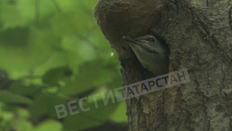 В казанском лесу заметили птенца седого дятла