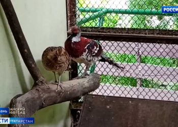 В казанском зооботсаду появились азиатские фазаны