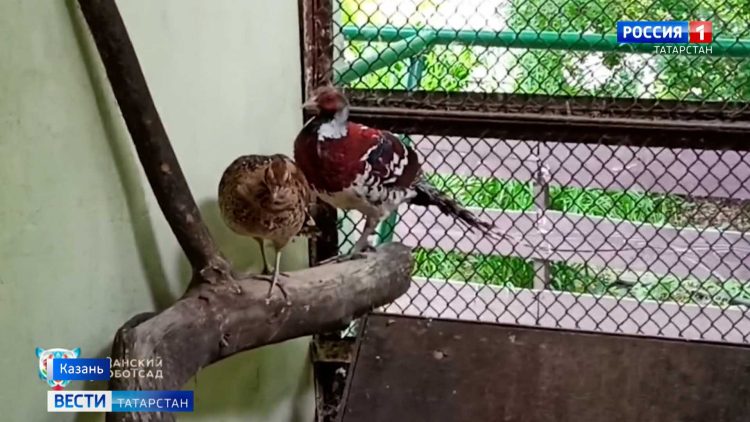 В казанском зооботсаду появились азиатские фазаны