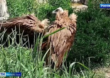Казанский зооботсад поделился кадрами ужина грифов