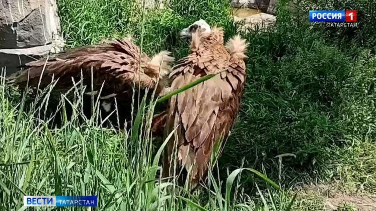 Казанский зооботсад поделился кадрами ужина грифов