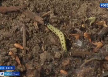 В Казани начали бороться с нашествием гусениц