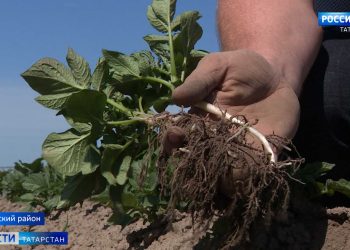 В Татарстане под угрозой урожай картофеля из-за ночных заморозков