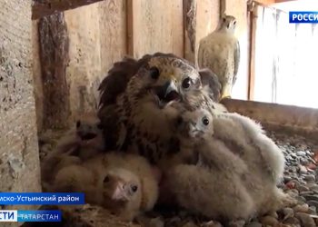 В Татарстане спустя сорок лет решили возродить популяцию краснокнижной птицы