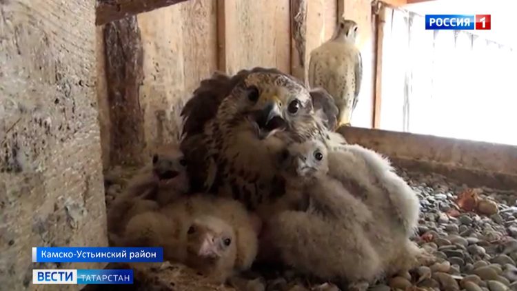 В Татарстане спустя сорок лет решили возродить популяцию краснокнижной птицы