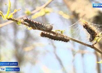 Жители Нурлатского района жалуются на массовое нашествие гусениц