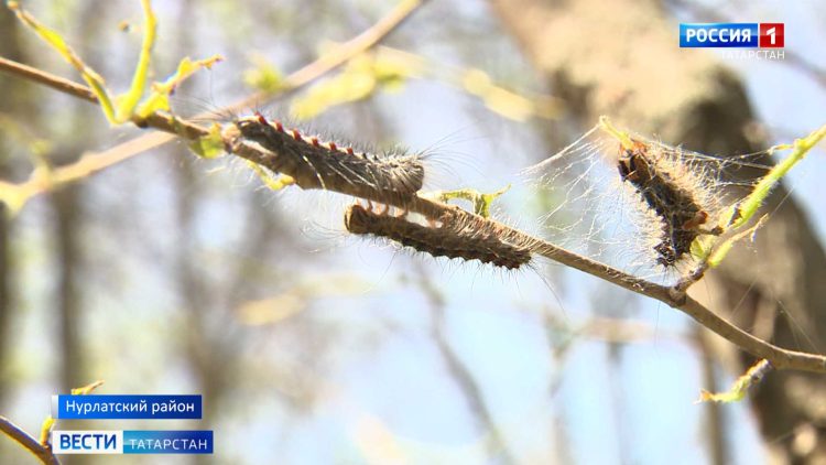 Жители Нурлатского района жалуются на массовое нашествие гусениц