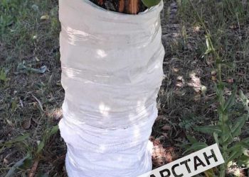 Казанец помог сохранить дерево в сквере Победы, обреченное на гибель
