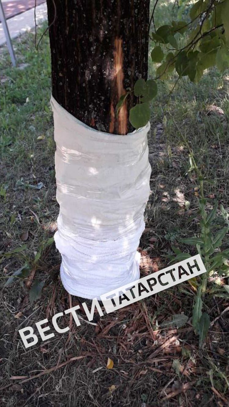 Казанец помог сохранить дерево в сквере Победы, обреченное на гибель