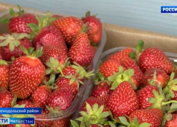 «С этого еще никто не травился!»: как казанские продавцы отвечают на вопрос о сертификации сидра