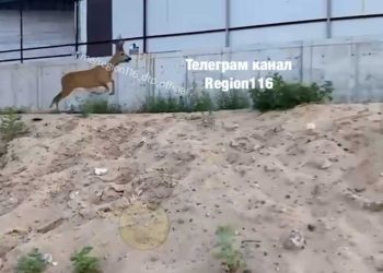 В казанском поселке заметили косулю