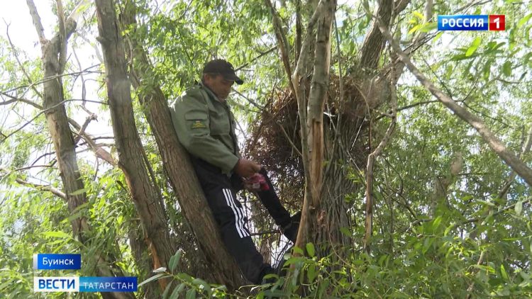 Начальник заказника «Зея буйлары» начал подкармливать ястребов