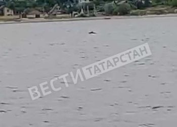 Сотрудники комитета по биоресурсам РТ спасли лося, плавающего в реке