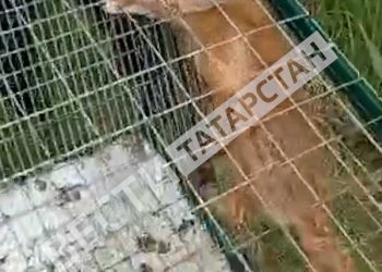 В Татарстане мужчина обнаружил на территории дома лису и 5 лисят