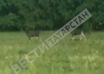 В Мамадышском районе заметили лосей