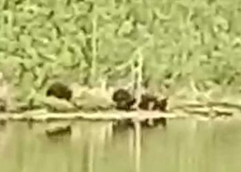 В Агрызском районе заметили трех медвежат