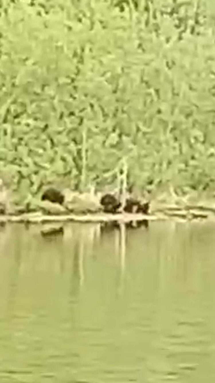 В Агрызском районе заметили трех медвежат