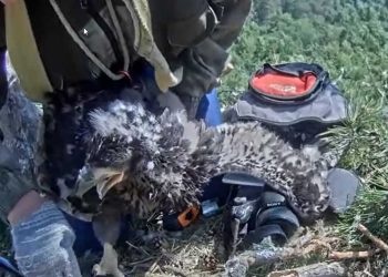 В нацпарке «Нижняя Кама» окольцевали птенца орланов