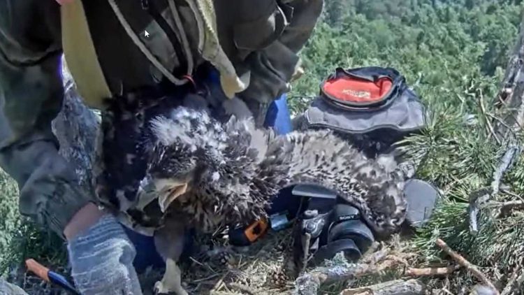 В нацпарке «Нижняя Кама» окольцевали птенца орланов