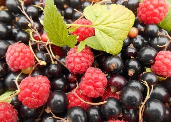 Врач Солнцева: малина и смородина снижают риск развития диабета