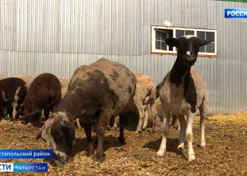 Фермер из Чистопольского района выращивает новую породу овец