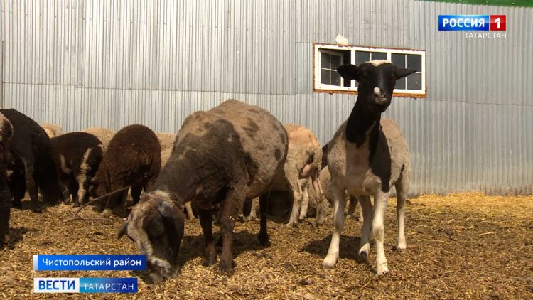 Фермер из Чистопольского района выращивает новую породу овец