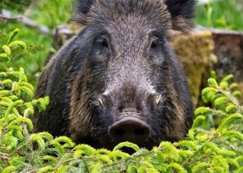 В Челнах поймали гуляющего кабана