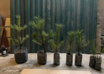 Казанцы смогут получить саженец в обмен на макулатуру