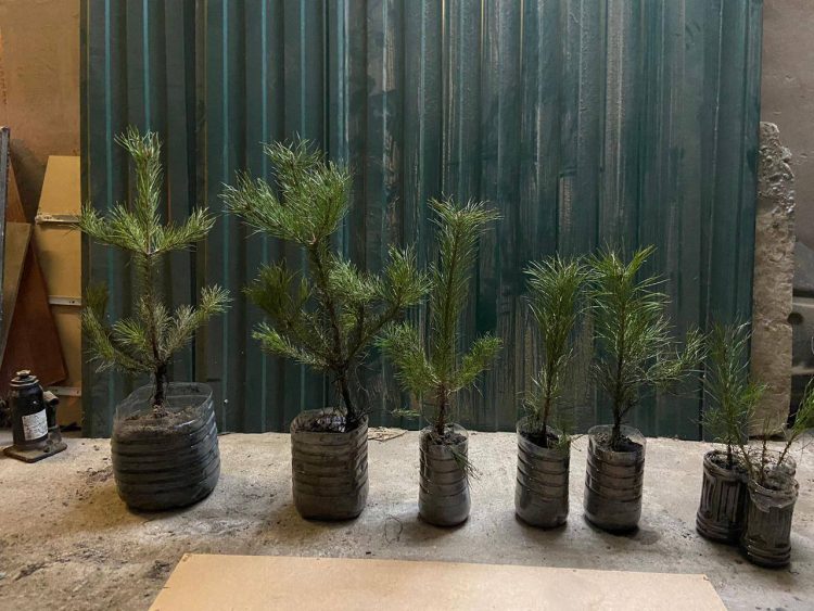 Казанцы смогут получить саженец в обмен на макулатуру