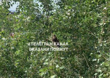 Жители Кировского района помогли пенсионерке спустить кота с дерева