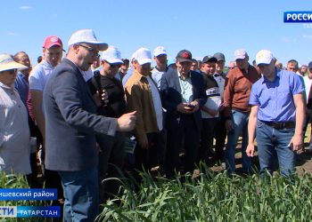 Засуха в Татарстане: ученые и земледельцы ищут решения