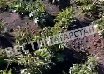В Черемшанском районе от заморозков пострадали саженцы