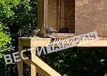 В Камско-Устьинском районе установили искусственные гнезда для соколов-балобанов
