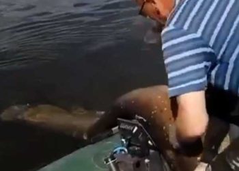 В Чистопольском районе поймали сома весом 104 кг