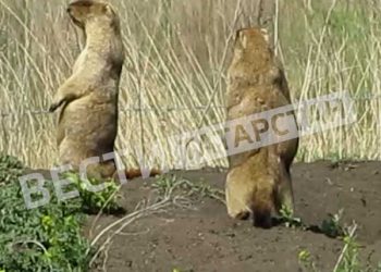 В Татарстане идет перепись сурков