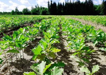 В Татарстане по нацпроекту вырастят около 31 млн сеянцев для лесовосстановления