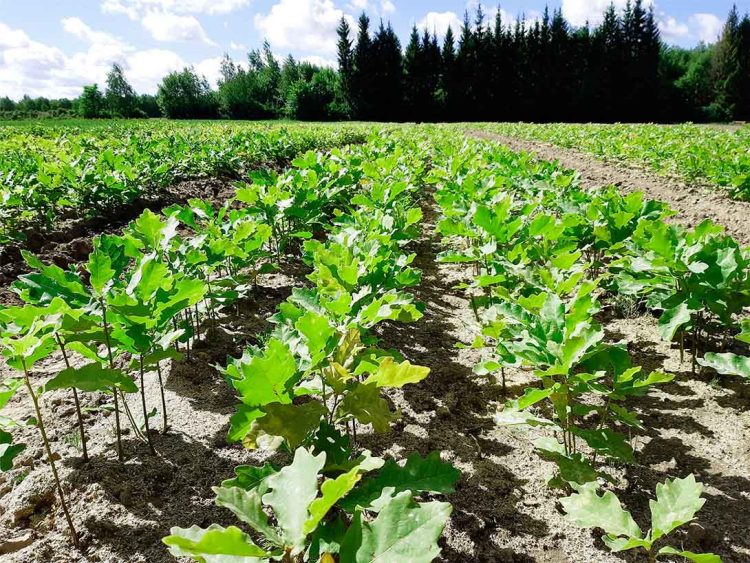 В Татарстане по нацпроекту вырастят около 31 млн сеянцев для лесовосстановления