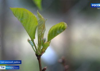 Без яблок, груш и сливы могут остаться в этом году садоводы из-за ранней весны и заморозков