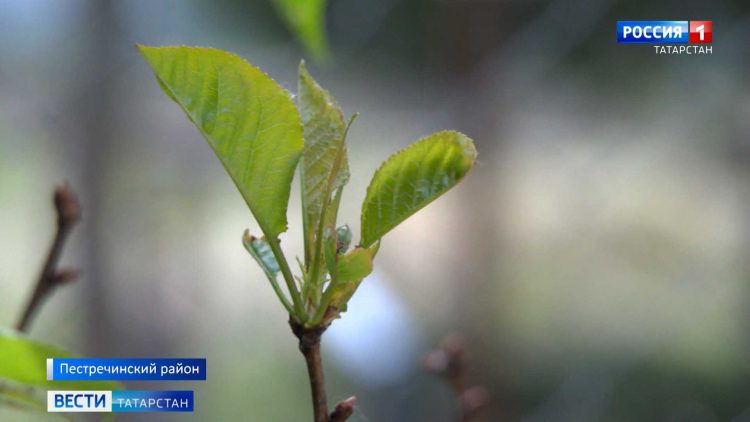 Без яблок, груш и сливы могут остаться в этом году садоводы из-за ранней весны и заморозков